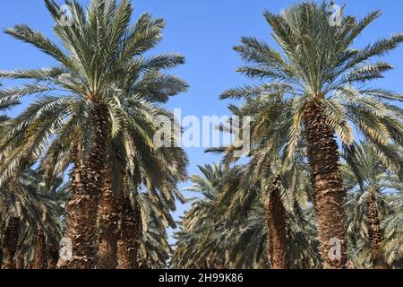 palmiers orchard près de la mer Morte, Israël Banque D'Images