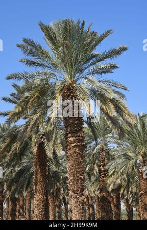 palmiers orchard près de la mer Morte, Israël Banque D'Images