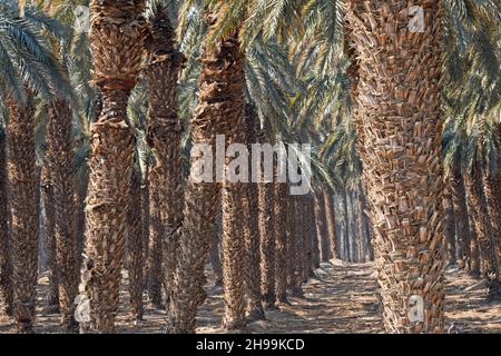 palmiers orchard près de la mer Morte, Israël Banque D'Images