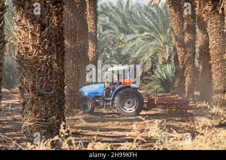 palmiers orchard près de la mer Morte, Israël Banque D'Images