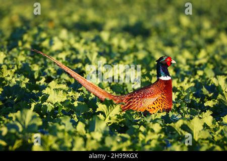 02 décembre 2021, Schleswig-Holstein, Brunsbüttel : un faisan (Phasianus colchicus) traverse un champ près de Brunsbüttel.Photo: Christian Charisius/dpa Banque D'Images