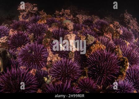 Grandes agrégations d'oursins violettes du Pacifique (Strongylocentrotus purpuratus) dans les bassins côtiers de la réserve marine Fitzgerald en Californie. Banque D'Images