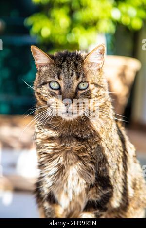 Cat dans la banlieue résidentielle de Gènova près de Palma, Majorque, Espagne Banque D'Images