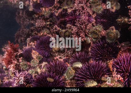 Grandes agrégations d'oursins violettes du Pacifique (Strongylocentrotus purpuratus) dans les bassins côtiers de la réserve marine Fitzgerald en Californie. Banque D'Images