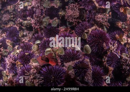 Grandes agrégations d'oursins violettes du Pacifique (Strongylocentrotus purpuratus) dans les bassins côtiers de la réserve marine Fitzgerald en Californie. Banque D'Images