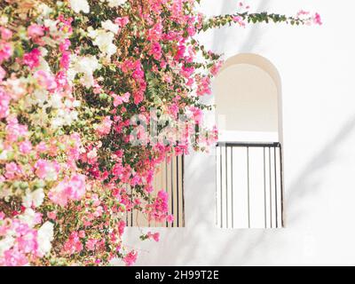 Un arbuste de bougainvilliers fleuri sur le fond d'une maison blanche Banque D'Images