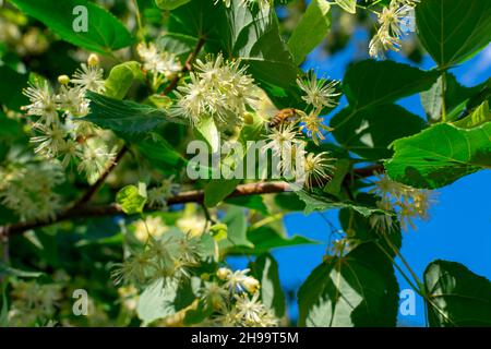 Linden fleurit sur des branches en feuilles vertes sur fond de ciel bleu.Floraison d'été. Banque D'Images