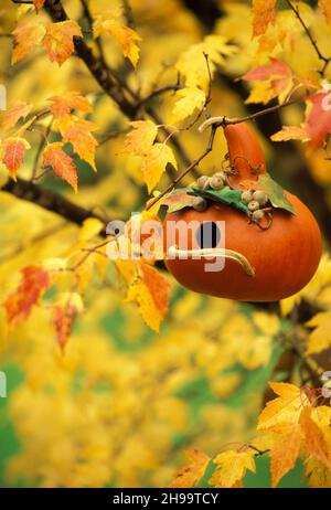 Un gîte d'oiseaux gourde fait à la main avec des ornements de glands et de feuilles pend dans un érable d'automne coloré à feuillage jaune, États-Unis Banque D'Images