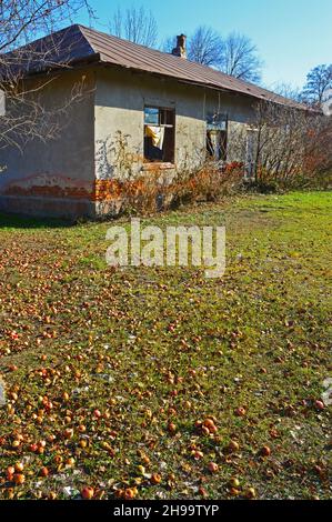 Beaucoup de pommes tombées à la fin de l'automne près d'une vieille maison abandonnée Banque D'Images