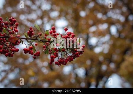 Un gros plan de baies rouges de Hawthorn poussant sur l'arbre dans la forêt sur fond flou Banque D'Images