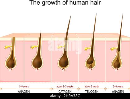 Cycle de croissance des cheveux de la phase anagène et catagène à la phase télogène.Anatomie de la follicule pileux. Schéma de l'anatomie de la peau humaine.Poster de formation Vector. Illustration de Vecteur