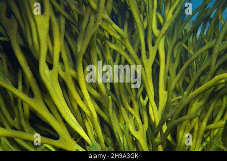 Algues de corne de velours, algue verte Codium tomentosum, sous l'eau dans l'océan, Atlantique est, Espagne, Galice Banque D'Images