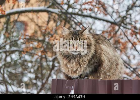 Un gros chat tacheté se trouve sur une clôture près d'une maison de village par une journée d'hiver nuageux. Banque D'Images