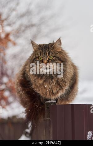 Un gros chat tacheté se trouve sur une clôture près d'une maison de village par une journée d'hiver nuageux. Banque D'Images