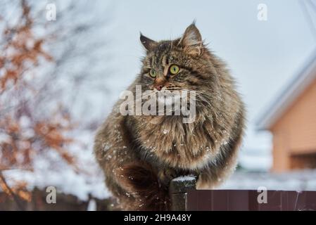 Un gros chat tacheté se trouve sur une clôture près d'une maison de village par une journée d'hiver nuageux. Banque D'Images