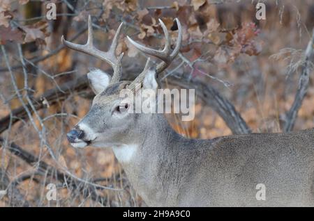 Cerf de Virginie, Odocoileus virginianus, buck dans les bois Banque D'Images