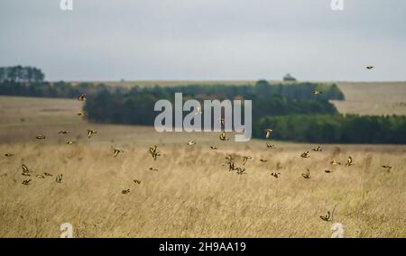 Un grand troupeau de goldfinches volants (Carduelis carduelis) sur l'aile avec le fond de prairie d'hiver au-dessus de la plaine de Salisbury Wiltshire Royaume-Uni Banque D'Images