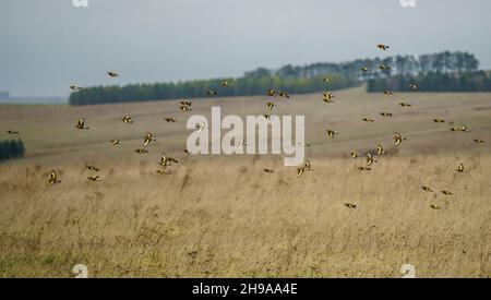 Un grand troupeau de goldfinches volants (Carduelis carduelis) sur l'aile avec le fond de prairie d'hiver au-dessus de la plaine de Salisbury Wiltshire Royaume-Uni Banque D'Images