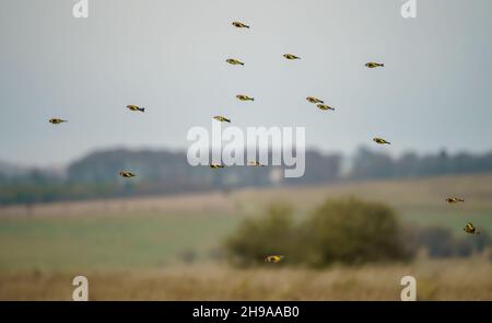 Un grand troupeau de goldfinches volants (Carduelis carduelis) sur l'aile avec le fond de prairie d'hiver au-dessus de la plaine de Salisbury Wiltshire Royaume-Uni Banque D'Images