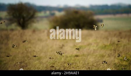 Un grand troupeau de goldfinches volants (Carduelis carduelis) sur l'aile avec le fond de prairie d'hiver au-dessus de la plaine de Salisbury Wiltshire Royaume-Uni Banque D'Images