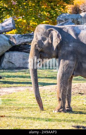 Éléphant indien dans le zoo Banque D'Images