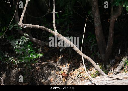 Proboscis Bat (Rhynchonycteris naso) dormant dans une ligne sous une branche d'arbre pendant la journée sur la rive du fleuve Cristalino dans l'Amazone Banque D'Images