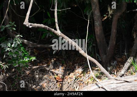 Proboscis Bat (Rhynchonycteris naso) dormant dans une ligne sous une branche d'arbre pendant la journée sur la rive du fleuve Cristalino dans l'Amazone Banque D'Images