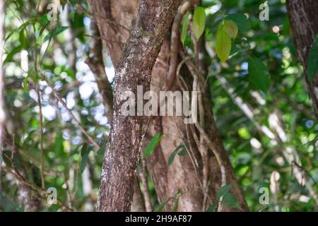 Chauve-souris Proboscis presque invisible (Rhynchonycteris naso) reposant parfaitement camouflée sur un arbre pendant la journée sur la rive de la rivière Cristalino Banque D'Images