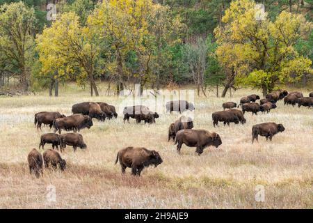 Troupeau de bisons (Bison bison) paître sur des herbes, Custer SP, Dakota du Sud, fin de l'automne, États-Unis,Par Dominique Braud/Dembinsky photo Assoc Banque D'Images