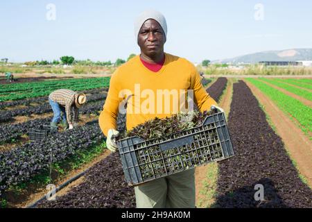 Travailleur agricole afro-américain cueillant la récolte de mizuna rouge Banque D'Images