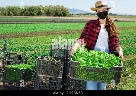 Femme fermier porte une boîte avec des verts cueillis Banque D'Images