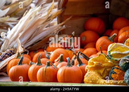Les citrouilles d'automne brillantes, les gourdes colorées et le maïs indien sont utilisés pour les décorations d'automne pour Halloween et les actions de grâces Banque D'Images