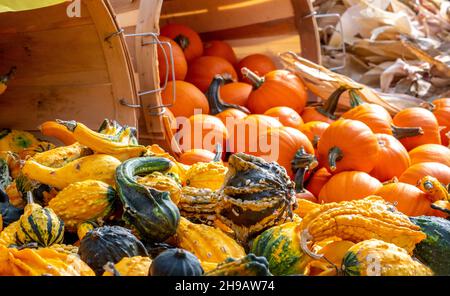 Les légumes d'automne colorés sont vendus sur un stand de ferme au Michigan aux États-Unis et sont utilisés pour la cuisine et les décorations d'automne Banque D'Images