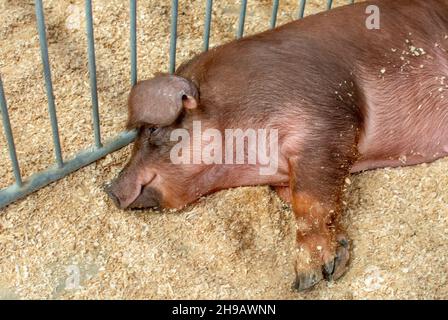 Un grand cochon à la foire de 4-H, se trouve dans son stylo avec un sourire calme Banque D'Images