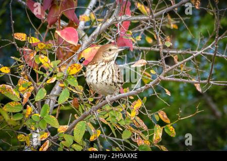 Thrasher brun - Toxostoma rufum, perché sur un arbre avec le profil de la tête vers la caméra Banque D'Images
