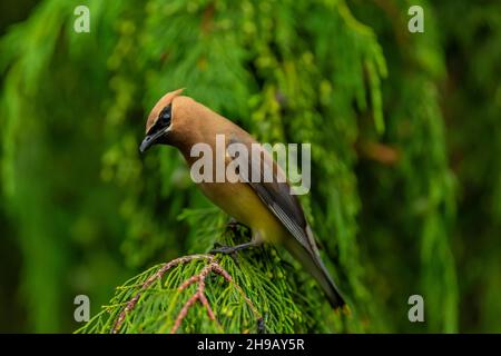 Cedar Waxwing, Bombycilla cedrorum, sur les terrains du palais de justice du comté du Pacifique, South Bend, État de Washington, États-Unis Banque D'Images