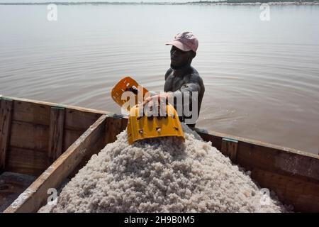 Ouvrier récoltant du sel sur le lac Retba (lac Pink), site classé au patrimoine mondial de l'UNESCO, péninsule du Cap Vert, Sénégal Banque D'Images