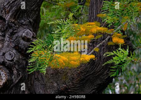 Grevillea Robusta Banque D'Images