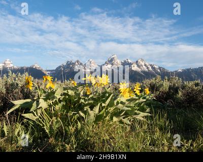 Fleurs sauvages de pâquerette jaune ou de balsamroot à feuilles d'arrow au premier plan avec les montagnes de Teton robustes et enneigées en arrière-plan.Photographié dans GRA Banque D'Images