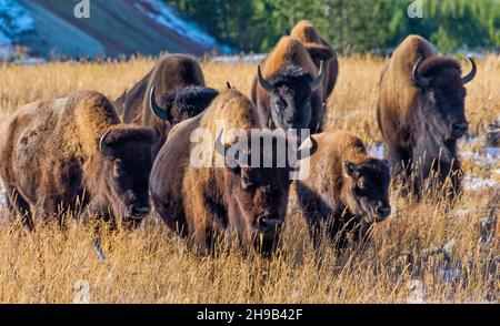 Bison, parc national de Yellowstone, État du Wyoming, États-Unis Banque D'Images