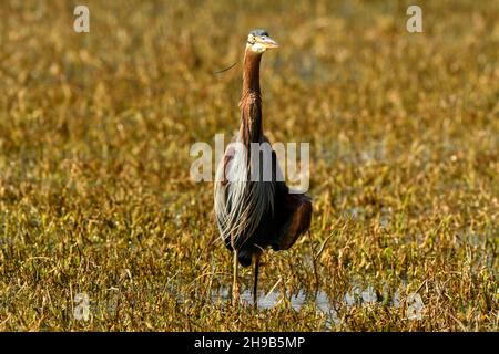 Le héron pourpre ou le purpurea d'Ardea se dirigent avec le wingspan dans la zone humide du parc national de keoladeo ghana ou le sanctuaire d'oiseaux de bharatpur rajasthan inde Banque D'Images