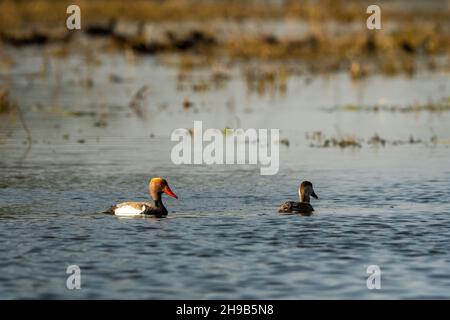 Paire de pommiers rouges à crête flottant dans l'eau bleue et le paysage naturel au parc national de keoladeo ou au sanctuaire d'oiseaux de bharatpur rajasthan Banque D'Images