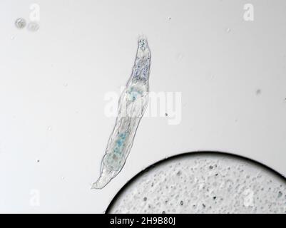 Rotifer de bdelloïde d'un échantillon de sol, le champ de vision horizontal est d'environ 0,55mm Banque D'Images