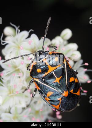 Murgantia histrionica (Harlequin Bug) dans le sud de la Californie, États-Unis Banque D'Images