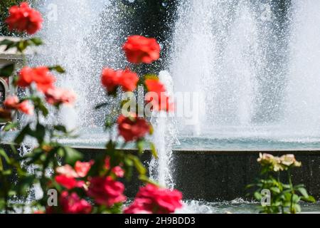 Fleurs rouges et roses devant la fontaine dans le parc.Fleurs fleuries dans un parc de la ville.Vacances d'été.Beau jardin Banque D'Images