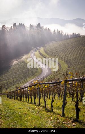 Route idyllique à travers les collines du vignoble dans le sud de la styrie en Autriche Banque D'Images