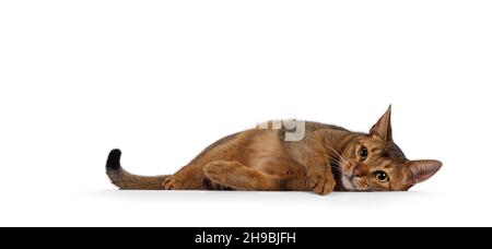 Chat abyssinien adulte allongé sur le bord.Regarder s'ennuyer vers l'appareil photo.Isolé sur un fond blanc. Banque D'Images