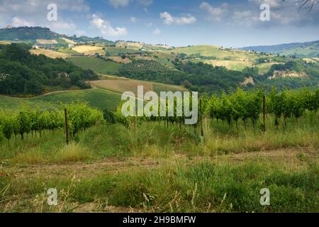 Paysage rural près de Monterubbiano et Ripatransone, entre les provinces de Fermo et Ascoli Piceno, Marche, Italie, au printemps Banque D'Images