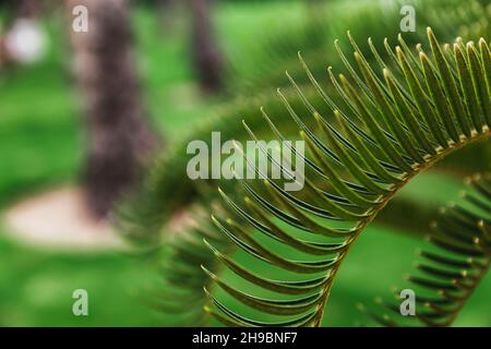 Plusieurs feuilles de palmier vert dans la nature à l'extérieur de près Banque D'Images