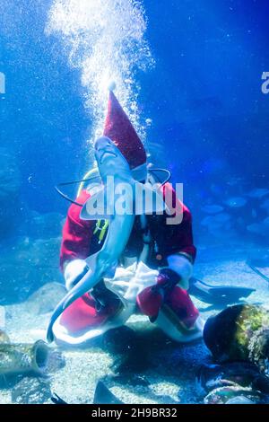 Berlin, Allemagne.06e décembre 2021.Plongeur Sven habillé comme le Père Noël nage derrière un chien doux à Sea Life Berlin.Credit: Christoph Soeder/dpa/Alay Live News Banque D'Images